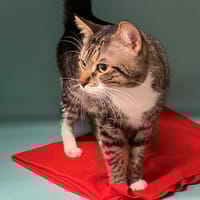 MARCO, chat à adopter