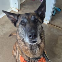 LEILA QCN, chienne à adopter