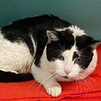 UNO, chat à adopter