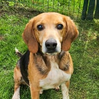 MOKA, chien à adopter