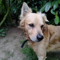 Taro, chien à adopter