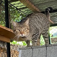 SIMON, chat à adopter