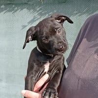 ARCHY, chien à adopter