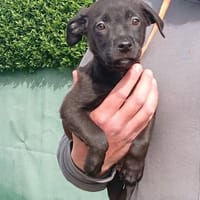 ARIEL, chienne à adopter