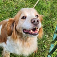 JUNIOR, chien à adopter