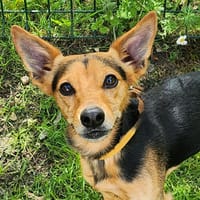 ELIOT, chien à adopter