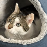 Lilou CAB5416, chatte à adopter