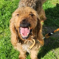 BISOU, chien à adopter