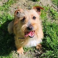 OLYMPUS, chien à adopter