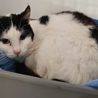 DOMINO, chatte à adopter