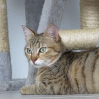 Alabama, chatte à adopter