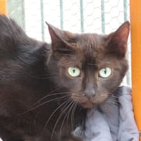 Alaska, chatte à adopter