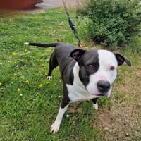 ULTRA PAA24197, chienne à adopter