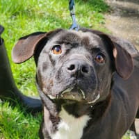 ILTON, chien à adopter