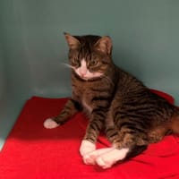 AMELIA, chatte à adopter