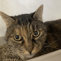 Vicky, chatte à adopter