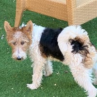 TINTIN, chien à adopter