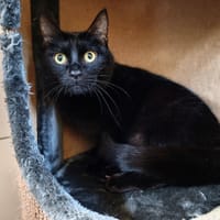 HADES, chat à adopter