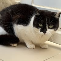 Huguette CAB5423, chatte à adopter