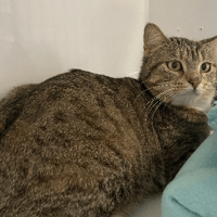 maelle, chatte à adopter
