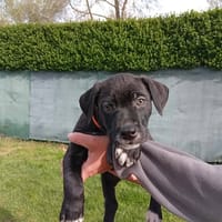 NINO, chien à adopter