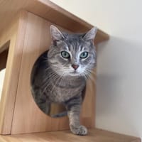 RINA, chatte à adopter