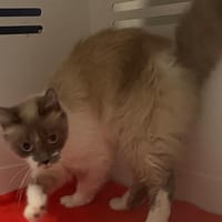 MARIE, chatte à adopter