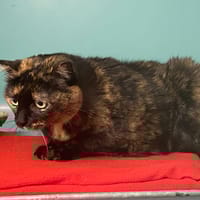 DUCHESSE, chatte à adopter