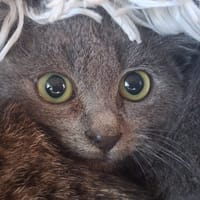 Siffli, chat à adopter