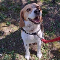 Marquis, chien à adopter