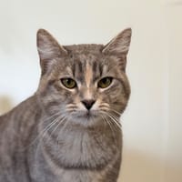 MOKA, chatte à adopter
