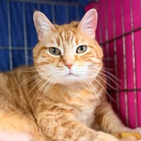 CHADOUCE, chat à adopter