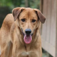 Mouto, chien à adopter