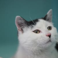 NINGYO, chat à adopter