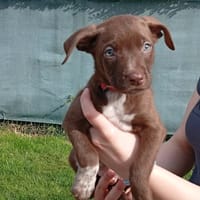 PLUTO, chien à adopter