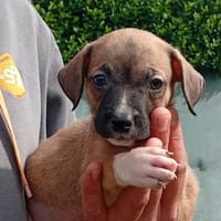 MIEL, chienne à adopter