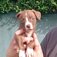 PLUME, chienne à adopter