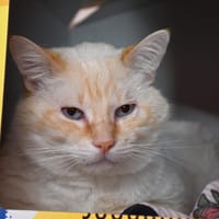 Domino (en cours d'adoption), chat à adopter