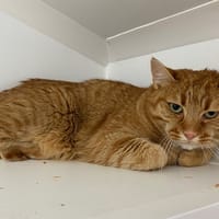 EVERDELL, chat à adopter