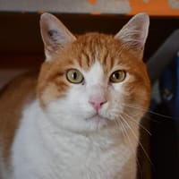 Sylvain, chat à adopter