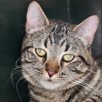 Pupuce, chat à adopter