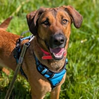 NAÏA, chienne à adopter