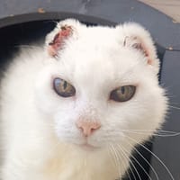 AYKA, chatte à adopter