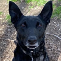 Yuzu dit Black, chien à adopter