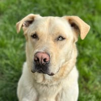 ozzy, chien à adopter