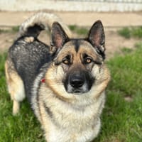 Maggie, chienne à adopter