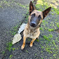 Paquerette, chienne à adopter