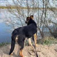 Racuszek, pies do adopcji