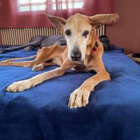 ROWENA un Amour inconditionnel, chienne à adopter