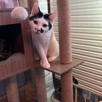 Accio, chat à adopter